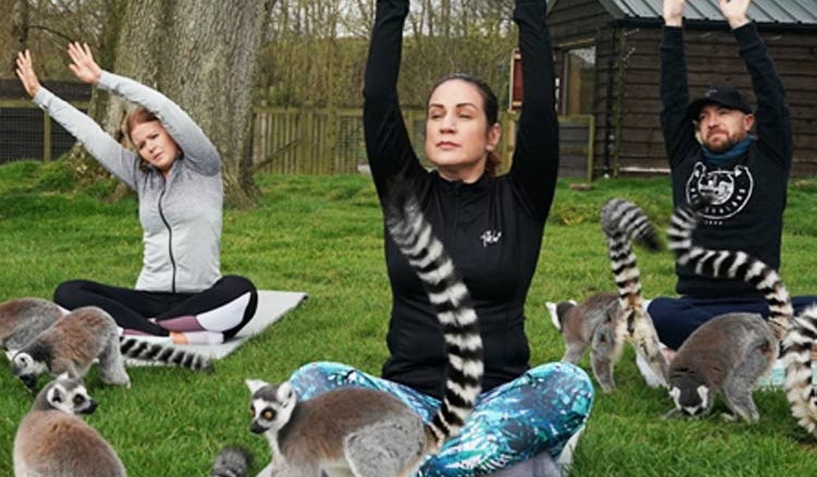 lemur are yogis now