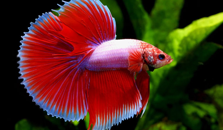 ‘Betta’ of the year