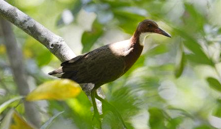 Bird comes back after 136,000 years of Extinction