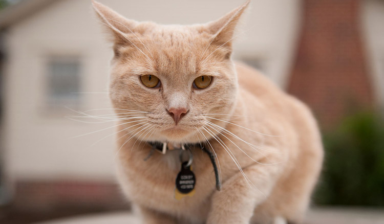 Cat or ‘Victorian-era-detective’?