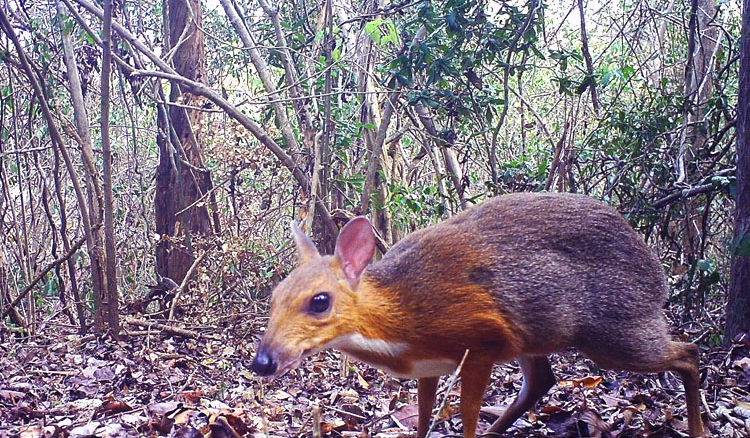 Unusually tiny deer spotted in Vietnam