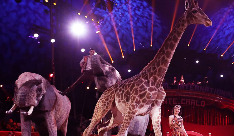 Use of wild animals in circuses to be banned in Paris