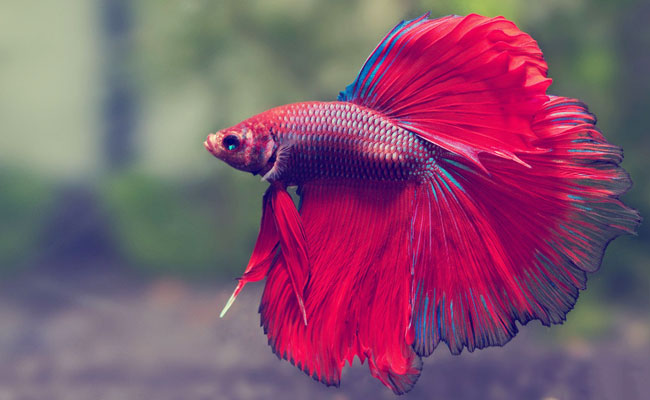 betta-1