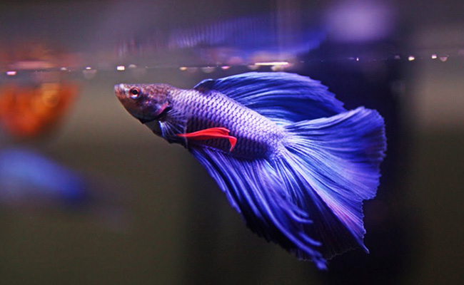 betta2
