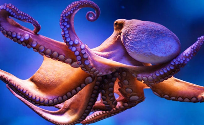octopus