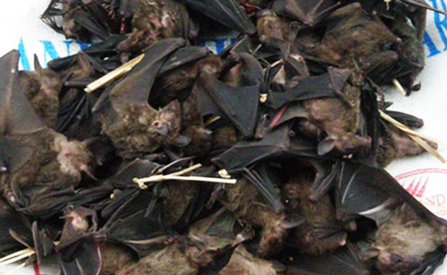 bat