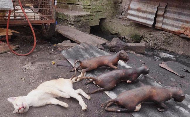 cat-meat